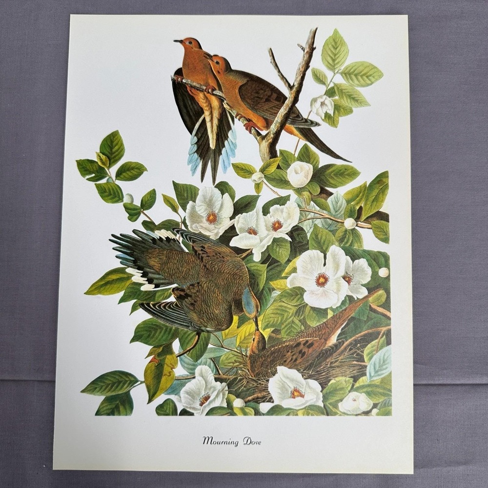 1950 Vintage Mourning Dove Print  American Bird Wall Art Illustration Audubon